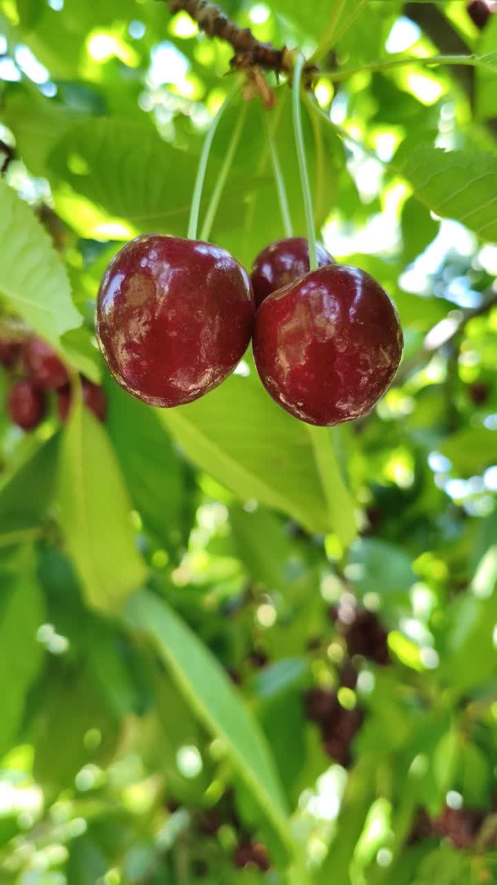 طبیعت و چشم‌انداز